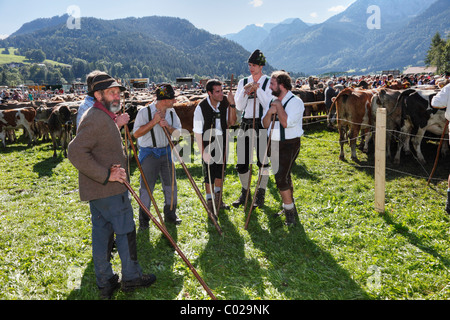 Zeremoniell Fahrt des Viehs von den Bergweiden, Rückkehr des Viehs in ihrer jeweiligen Eigentümer, Pfronten Stockfoto