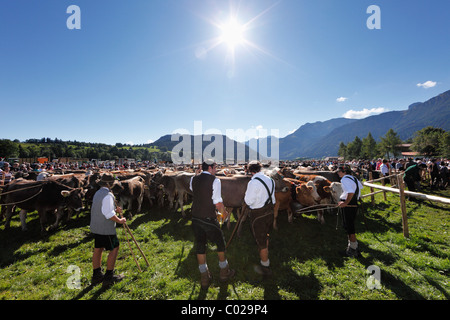 Zeremoniell Fahrt des Viehs von den Bergweiden, Rückkehr des Viehs in ihrer jeweiligen Eigentümer, Pfronten Stockfoto