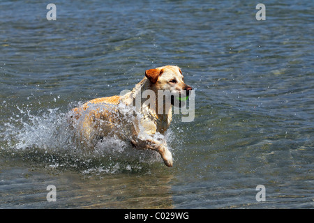 Labrador Retriever abrufen Kugel aus dem Wasser Stockfoto