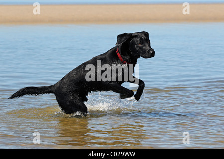 Schwarze Labrador Retriever spielen im Wasser auf einen Hundestrand, junges Männchen Stockfoto