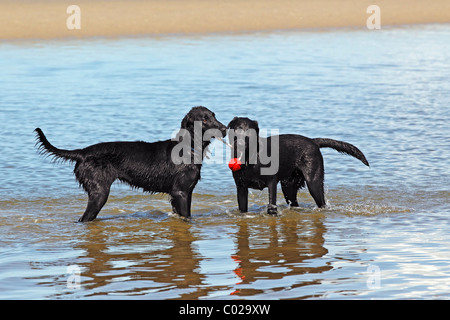 Zwei schwarze Retriever Hunde spielen, Flat – Coated Retriever, links, und Labrador Retriever, rechts, spielen mit Spielzeug im Wasser Stockfoto