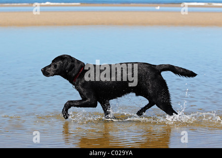 Schwarze Labrador Retriever zu Fuß entlang der Wasserlinie am Strand, Hundestrand, junges Männchen Stockfoto