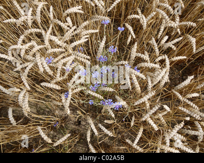 Blaue Kornblumen wächst in einem Maisfeld Stockfoto