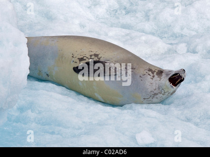 Krabbenfresserrobbe Siegel (Lobodon Carcinophagus) auf Eisberg, Lemaire-Kanal, antarktische Halbinsel Stockfoto