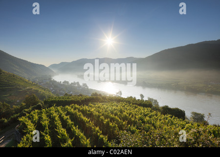 Weinberge entlang der Donau, Spitz, Blick vom Hinterhaus Burgruinen, Morgennebel, Wachau, Waldviertel, Niederösterreich Stockfoto