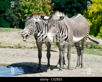 Zwei Grevy-Zebras (Equus Grevyi) in der Nähe von einem Teich Stockfoto