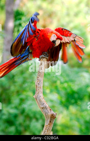 Closeup hellroten Aras (Ara Macao) auf Holz Barsch ausgebreiteten Flügeln Stockfoto