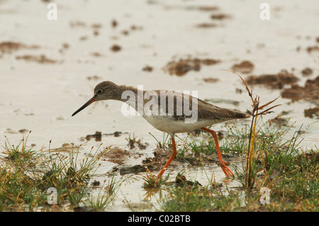 Ein Rotschenkel, Yala-Nationalpark Sri Lanka Stockfoto