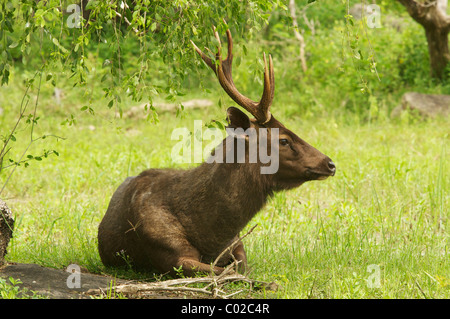 Eine Sambar Hirsche (Rusa unicolor) Yala-Nationalpark Sri Lanka Stockfoto