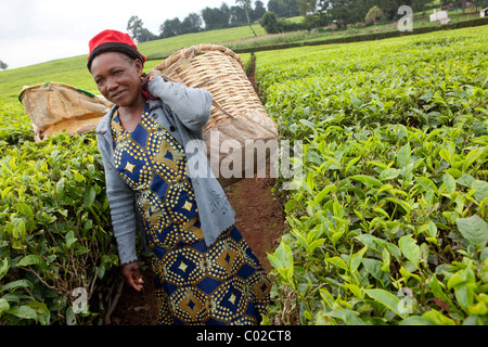 Arbeiter pick Teeblätter auf einer Teeplantage Aktionsplanung in Kericho, Kenia, Ostafrika. Stockfoto