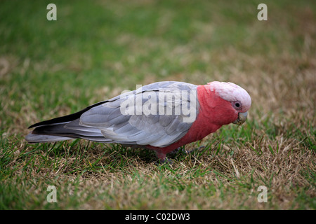 Rosakakadu oder Rose-breasted Cockatoo (Eolophus Roseicapillus), Erwachsene, Fütterung, Australien Stockfoto