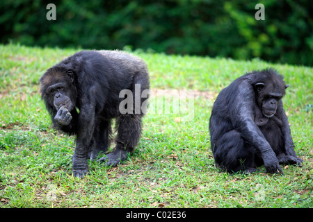 Zentralen Schimpanse (Pan Troglodytes Troglodytes), zwei weibliche Erwachsene, Fütterung, Afrika Stockfoto