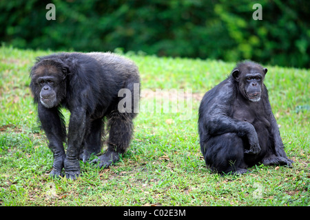 Zentralen Schimpanse (Pan Troglodytes Troglodytes), zwei weibliche Erwachsene, Fütterung, Afrika Stockfoto