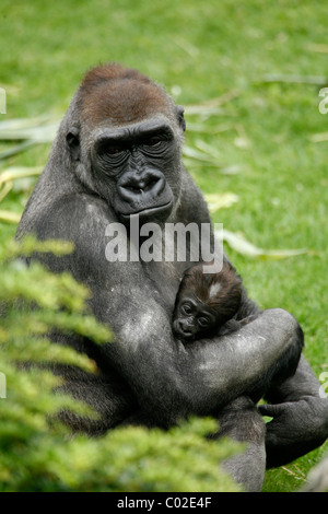 Westlicher Flachlandgorilla (Gorilla Gorilla Gorilla) mit einem Baby im zoo Stockfoto