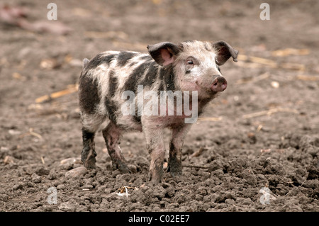 Hausschwein, Turopoljeschwein (Sus Scrofa Domestica), Ferkel. Seltene Rasse aus Kroatien. Stockfoto