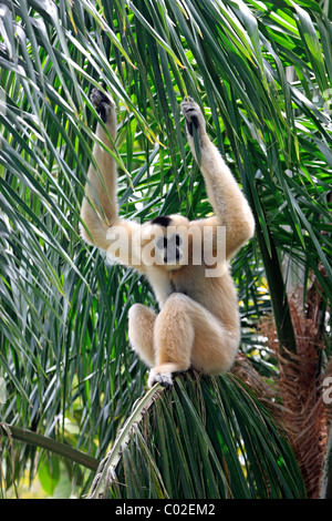 Northern weiße-cheeked Gibbon (Hylobates Leucogenys), weibliche Erwachsene im Baum, Asien Stockfoto