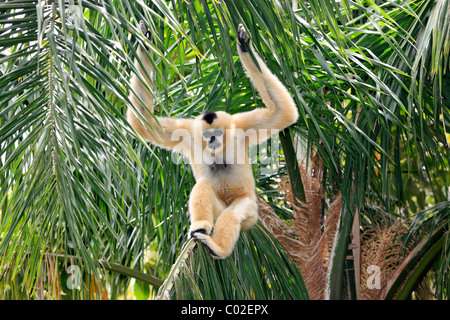 Northern weiße-cheeked Gibbon (Hylobates Leucogenys), weibliche Erwachsene im Baum, Asien Stockfoto