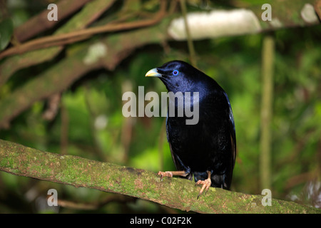 Satin-Laubenvogel (Ptilonorhynchus Violaceus), männlichen Erwachsenen in Baum, Lamington Nationalpark, Queensland, Australien Stockfoto