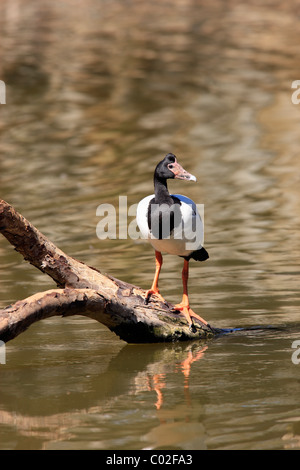 Magpie Goose (Anseranas Semipalmata), Erwachsene stehen im Wasser auf einem Ast als Aussichtspunkt, Australien Stockfoto