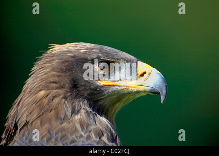 Steppenadler (Aquila Nipalensis), Erwachsene, Porträt, Deutschland, Europa Stockfoto