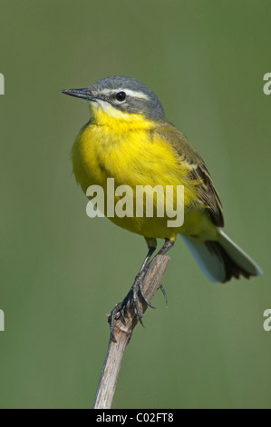 Schafstelze (Motacilla Flava), thront auf einem Zweig männlich. Nationalpark Neusiedler See-Seewinkel, Österreich. Stockfoto