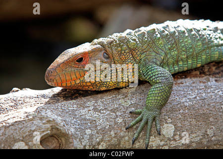Nördlichen Kaiman Echse (Dracaena Guianensis), Erwachsene, Florida, USA, Amerika Stockfoto