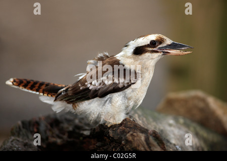 Lachende Kookaburra (Dacelo Novaeguineae), Erwachsene auf Zweig, Australien Stockfoto