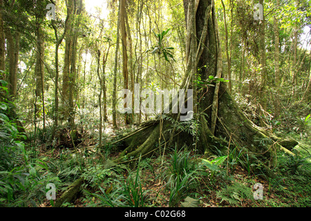 Regenwald, Lamington Nationalpark, Queensland, Australien Stockfoto