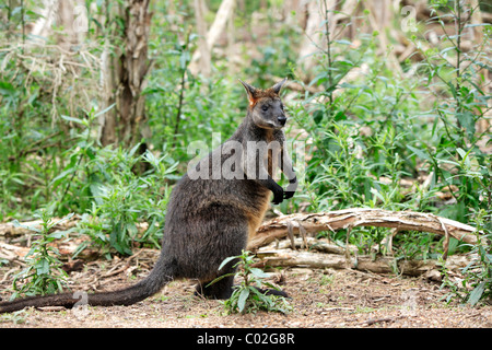 Swamp Wallaby (Wallabia bicolor), Erwachsene weibliche, Phillip Island, Australien Stockfoto