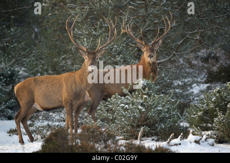 Rothirsch (Cervus Elaphus). Zwei Hirsche stehen im verschneiten Wald beim Blick in die Kamera, Veluwe, Niederlande. Stockfoto