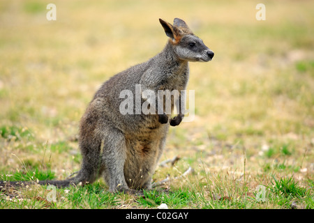 Swamp Wallaby (Wallabia bicolor), Erwachsene weibliche, Phillip Island, Australien Stockfoto