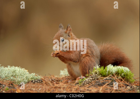 Eichhörnchen (Sciurus Vulgaris) auf Futtersuche auf Waldboden im Herbst, Niederlande, Oktober. Stockfoto