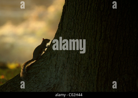 Graue Eichhörnchen, das graue Eichhörnchen (Sciurus Carolinensis) sitzt an der Basis einer Eiche, Leicestershire, Oktober. Stockfoto