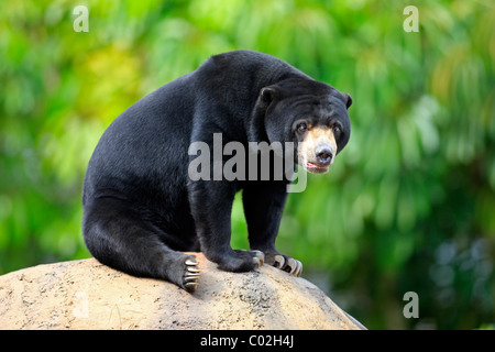 Sun Bear (Helarctos Malayanus), männlichen Erwachsenen, Asien Stockfoto