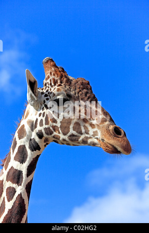 Somalische Giraffe oder retikuliert Giraffe (Giraffa Plancius Reticulata), Erwachsene, Porträt, Afrika Stockfoto