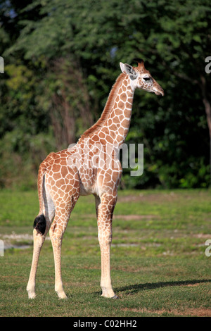 Somalische Giraffe oder retikuliert Giraffe (Giraffa Plancius Reticulata), jung, Afrika Stockfoto