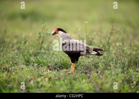 Südlichen Crested Karakara (Caracara Plancus, ehemals Caracara Plancus), Erwachsene mit Beute, Fisch, Pantanal, Brasilien, Südamerika Stockfoto