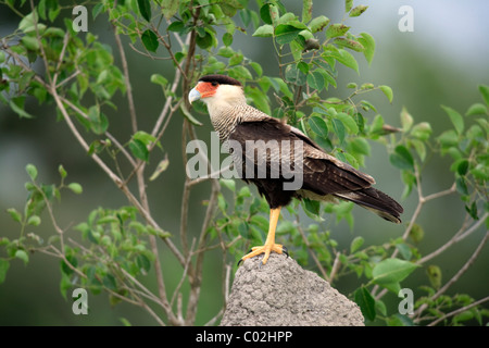 Südlichen Crested Karakara (Caracara Plancus, ehemals Caracara Plancus), Erwachsene auf eine Termite Mound, Brasilien, Südamerika Stockfoto