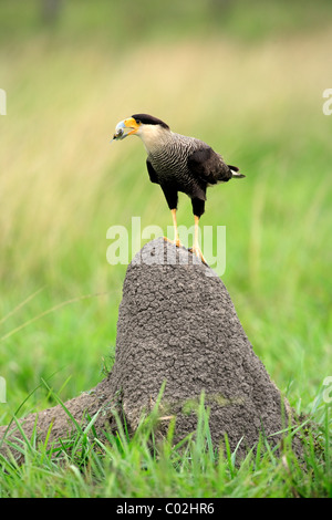 Südlichen Crested Karakara (Caracara Plancus, ehemals Caracara Plancus), Erwachsene mit Beute auf eine Termite Mound, Brasilien Stockfoto