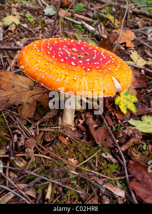 Amanita Muscaria, allgemein bekannt als der Fliegenpilz Pilz einen giftigen und psychoaktiven Basidiomycete Pilz Stockfoto