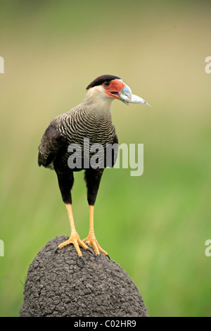 Südlichen Crested Karakara (Caracara Plancus, ehemals Caracara Plancus), Erwachsene mit Beute auf eine Termite Mound, Brasilien Stockfoto