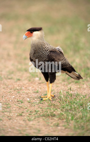 Südlichen Crested Karakara (Caracara Plancus, ehemals Caracara Plancus), Erwachsene stehen auf dem Boden, Brasilien, Südamerika Stockfoto