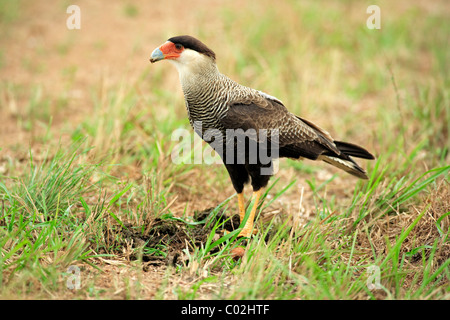 Südlichen Crested Karakara (Caracara Plancus, ehemals Caracara Plancus), adult füttern auf dem Boden stehend, Brasilien Stockfoto