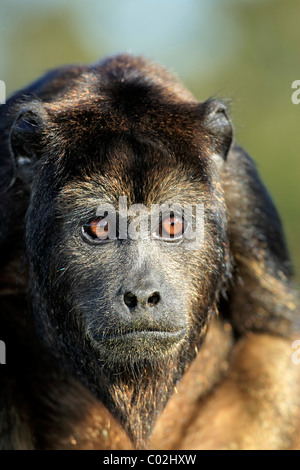 Schwarzer Brüllaffen (Alouatta Caraya), subadulte Männchen, halbwüchsigen Jungtier, Porträt, Pantanal, Brasilien, Südamerika Stockfoto