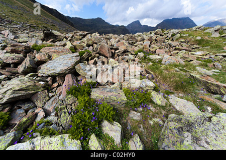 Glockenblume (Campanula Rotundifolia) Wildblumen unter Granitfelsen im Berggebiet von Arcalis Andorra Stockfoto