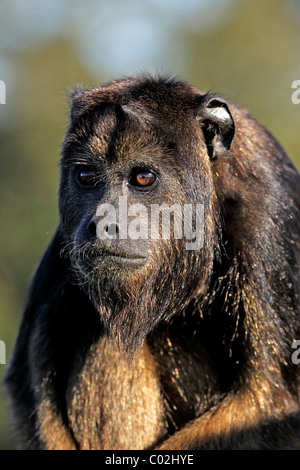 Schwarzer Brüllaffen (Alouatta Caraya), subadulte Männchen, halbwüchsigen Jungtier, Porträt, Pantanal, Brasilien, Südamerika Stockfoto