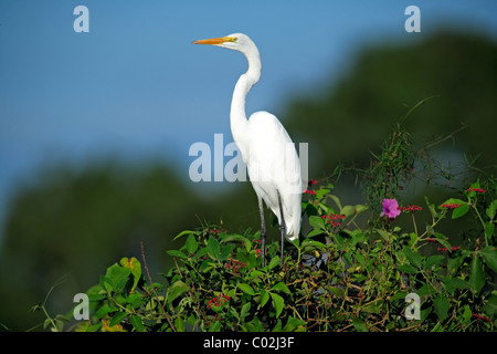 Silberreiher (Casmerodius Albus), Erwachsene, thront auf einem Baum, Pantanal Feuchtgebiet, Brasilien, Südamerika Stockfoto