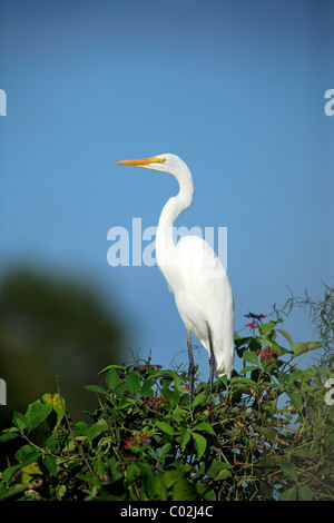 Silberreiher (Casmerodius Albus), Erwachsene, thront auf einem Baum, Pantanal Feuchtgebiet, Brasilien, Südamerika Stockfoto