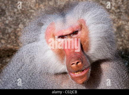 Papio Hamadryas Pavian männlichen Äthiopien Afrika Stockfoto