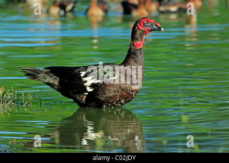 Barbarie-Ente (Cairina Moschata), Erwachsene, Männlich, Drake, im Wasser, steht Pantanal Feuchtgebiet, Brasilien, Südamerika Stockfoto